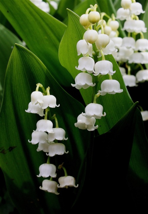 wild-flowers: Lily-of-the-vally