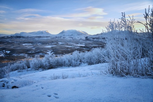 scandinaviapictures:    Abisko National Park, Sweden (by Lucie Julien)