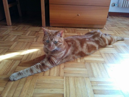 duderedcat: Just randomly lying on the floor.