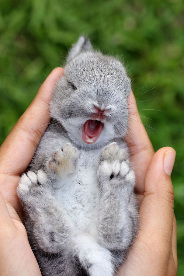 dickscuntinued:  awesome-picz:  The Cutest Bunnies Ever   @allan-lira  Do you like