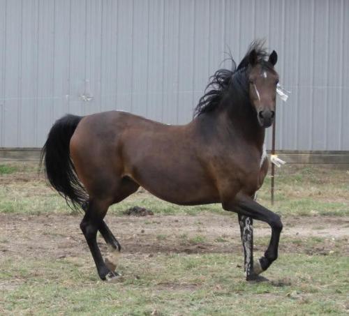 itsdetachable:mango-pup:all-the-horses:DA Remote ControlTriften x DA AddictionPartbred Arabian,