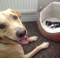 awwww-cute:  Was worried about how the dog would react to the new kitten 