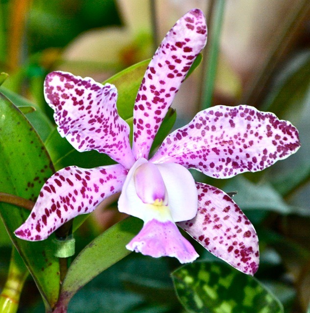 Cattleya Summer Spot Tom McCurry July Show Table