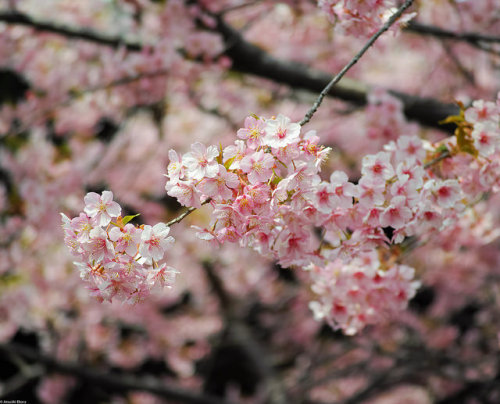 japan-overload:  Spring by ebaebajpn on Flickr.