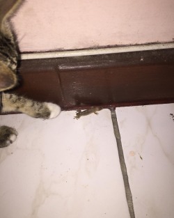 First kill  My son is a mudderfookin killah he will fuck your shit up!     #firstkill #firstvictim #lizardmurder  #newpet #newcat #newkitten #cat #kitten #catlover #meetmyprideandjoy #ozzy