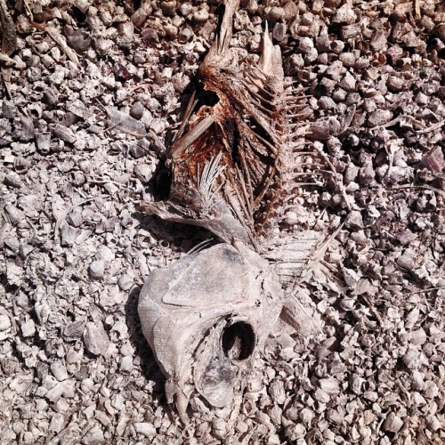 Beach of Bones (at The Salton Sea)