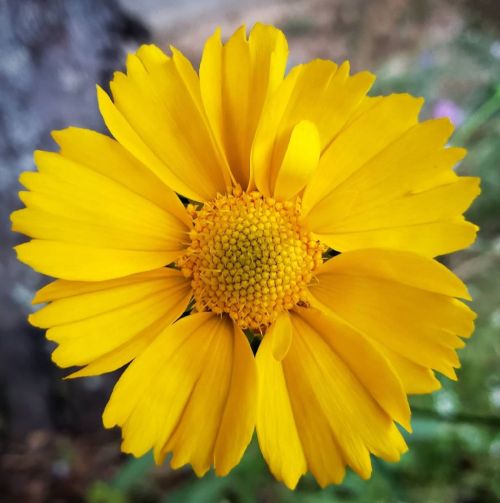 Shine On, Flower Moon #daisy #flowers #garden #flowersinurbia #floral #flora #fleuris #fleuriste #fl