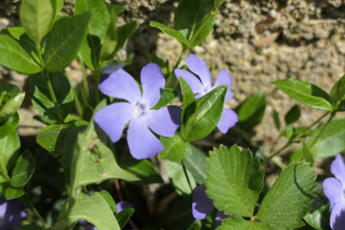 Vinca minor — lesser periwinkle a.k.a. dwarf periwinkle