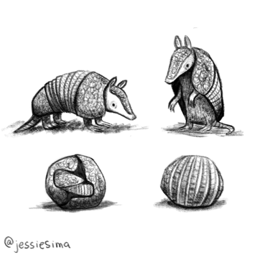 Armadillos are so strange. Nature is awesome.