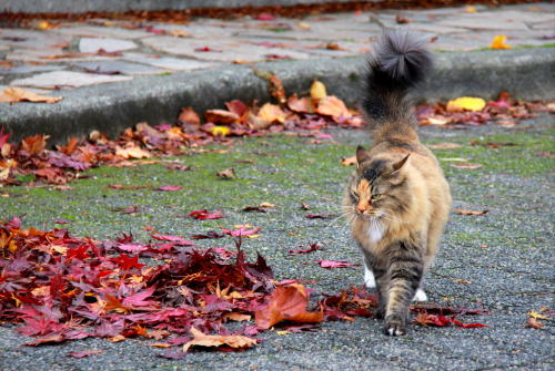 Proud Fall Kitty (via Flore Y)