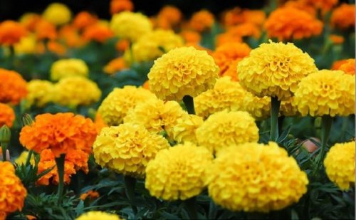 orange flowers