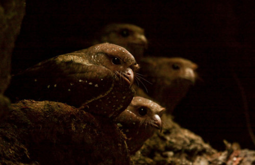 ainawgsd:OilbirdThe oilbird (Steatornis caripensis), locally known as the guácharo, is a bird specie