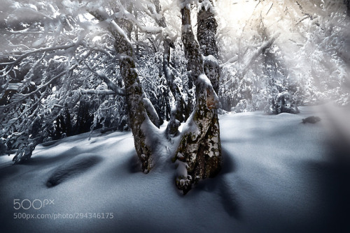 Play of light in undergrowth by tenchinage