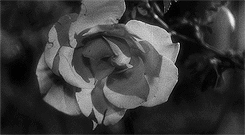 theroning: “There are men far more monstrous than you, though they conceal it well.” La Belle et la Bête (dir. by Jean Cocteau, 1946) 