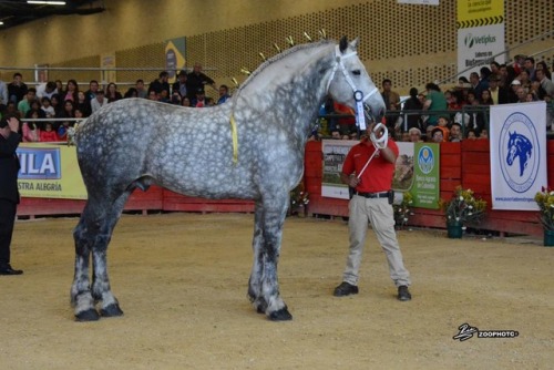 all-the-horses: Pay Per View (AKA High Calibre Pay Per View) By Pleasant View King Percheron, Stallion 19hh Born 2007 