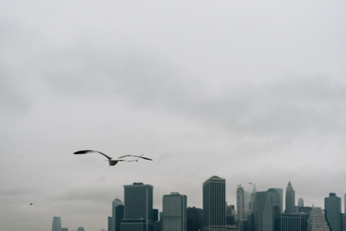 joelzimmer:   Flight / Fog  Brooklyn Bridge Park, Brooklyn 