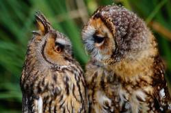 owl love~ <3