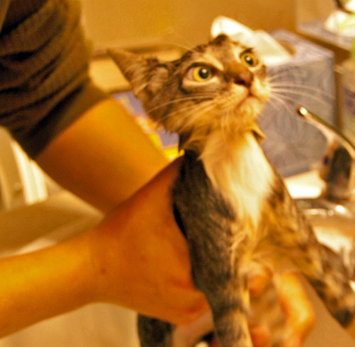 tastefullyoffensive:Cats Traumatized by BathsPreviously: Cats Who Have Had Enough