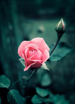 neglected-garden:  She dwells with beauty, beauty that must die. And joy, whose hand is ever at his lips. His soul shall taste the sadness of her might And be among her cloudy trophies hung.