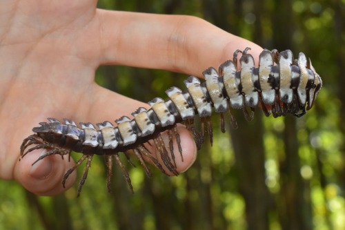One Of The Most Impressive Animals I Met This Year Was A Huge Platyrhacid Millipede, Found Chugging Through