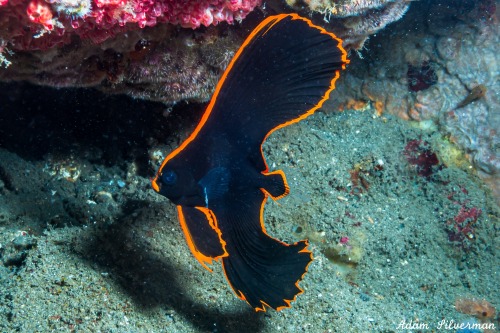 oceansoftheworld:(Photo by Adam Silverman)Pinnate batfish