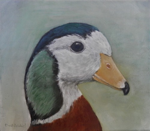 Portrait of an African Pygmy Goose by Dick van den Brakel, oil on canvasboard, 18 x 20 cm.