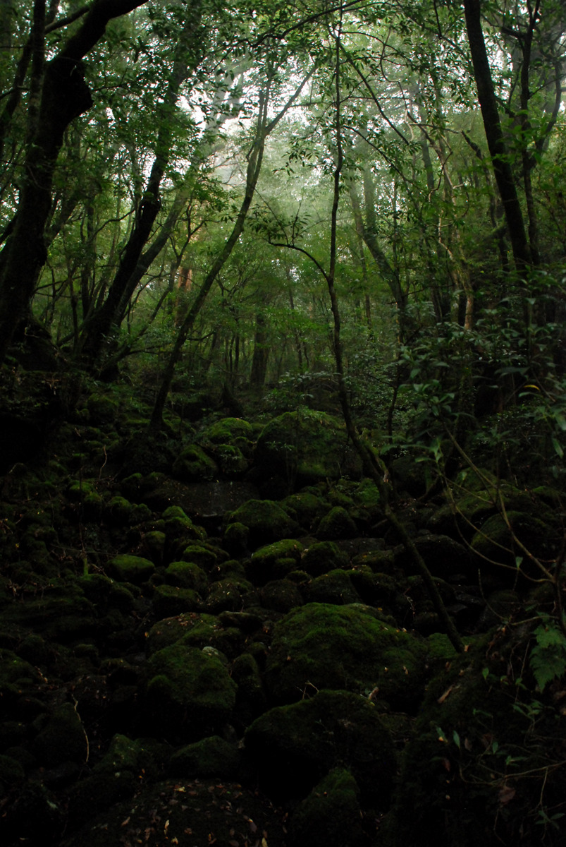 positive-everything:  19.11.2015 Yakushima This morning I woke up early to catch