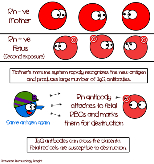 immense-immunology-insight:The Rh incompatibility comic is here! Think of Rh-positive antigen as a