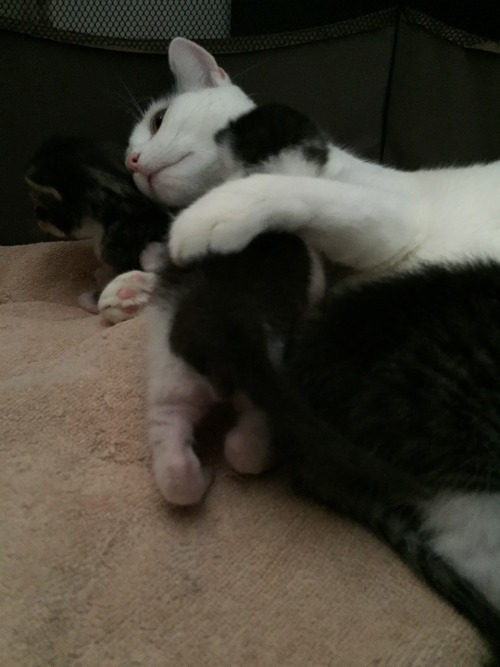 kittencashman: Tuna loves her babies