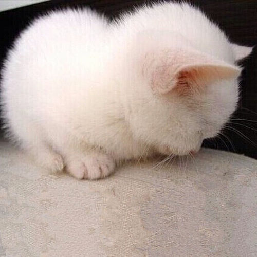 kittensoftheworld:  I’ve said many times I am not a ball ❤️💛💙💜💚💕 #cutekitty #babykitty #kitten #kittyeveryday