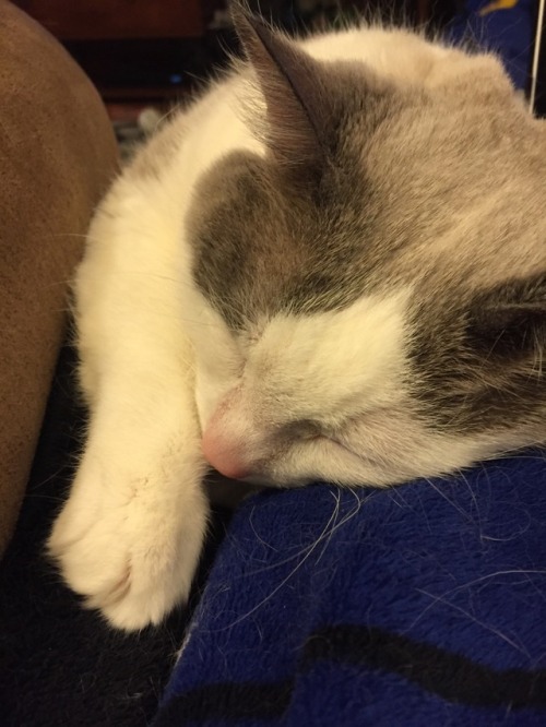 chocolatequeennk: Snuggled up between my leg and the arm of the chair. @mostlycatsmostly