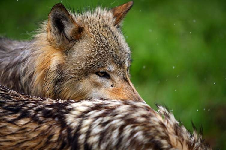 wolveswolves:  By Keith Price