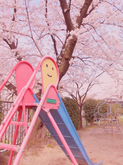 bitmapdreams:Cherry Blossoms along Kawabata-dori