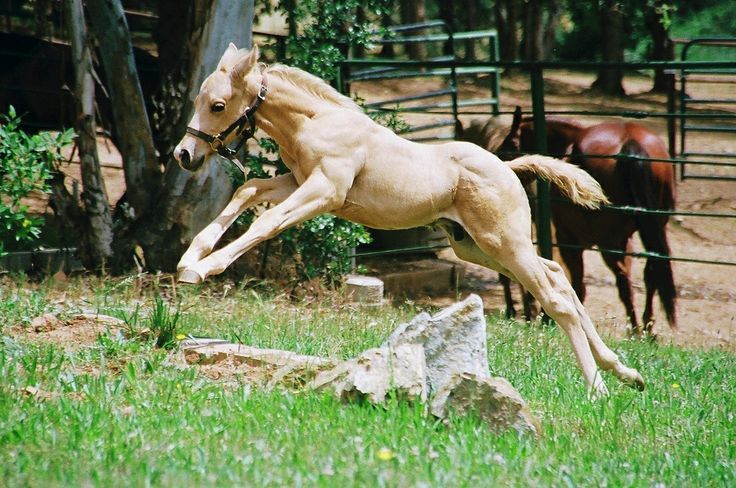 theeventingnerd:  scarlettjane22:  Cooper, Up and Away Wyatt Paxton of Redding, California,