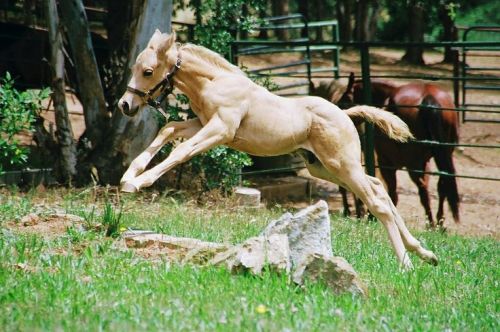theeventingnerd:  scarlettjane22:  Cooper, Up and Away Wyatt Paxton of Redding, California, captures a 4-month-old American Quarter Horse colt flying through his pasture. AQHA Journal on Flickr  “jumping foals isn’t natural” right  Ooh,