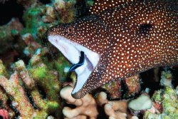 dailyeel:  White mouth moray eel