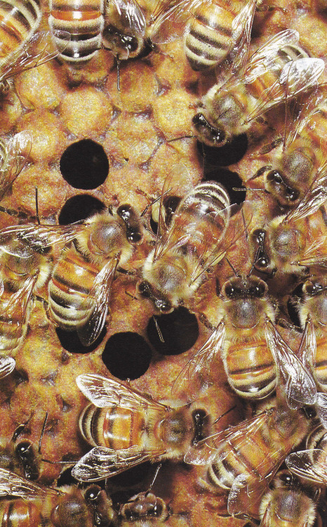 plant-scans:Honeybees, Life on Earth, David Attenborough, 1979