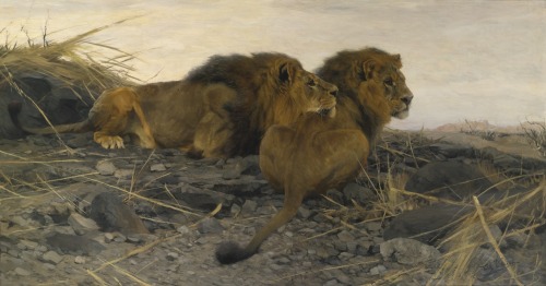 Wilhelm Kuhnert - Study of a tiger Wilhelm Kuhnert - Lion at Waterhole Wilhelm Kuhnert - Elephants