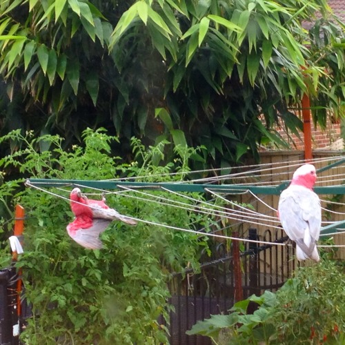 Galahs having a wild time on our washing line!