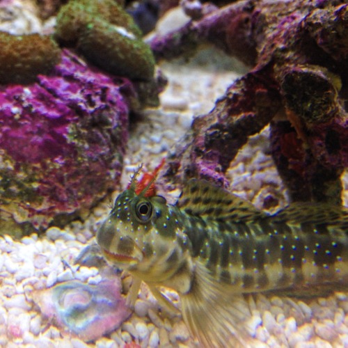now i feel pressured to prove that benny the blenny isn’t so ugly when he’s actually under the light