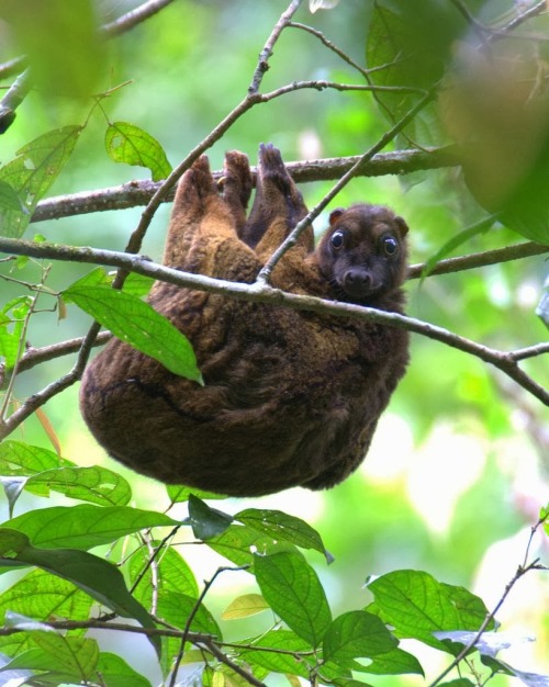 Raul Benjamin Philippine Flying Lemur