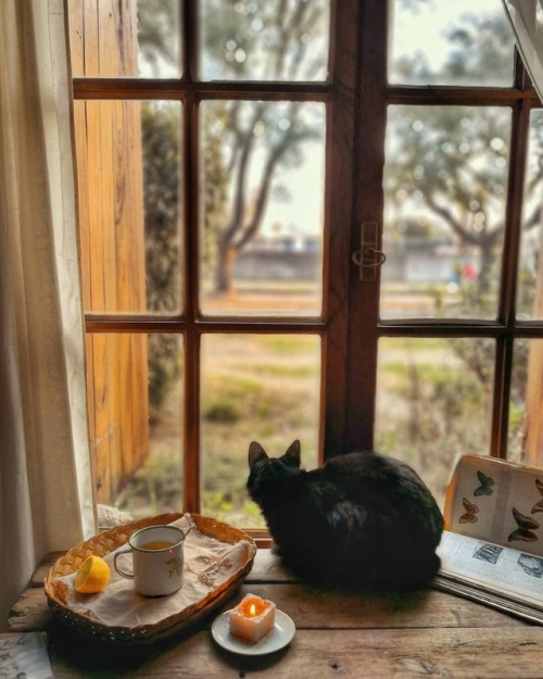 andantegrazioso:Tea, cinnamon and cats | silvinasoave