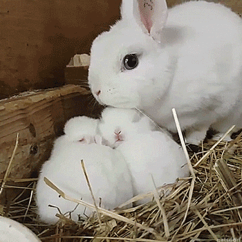 natsdorf — Mama rabbit watches over her babies. (via...