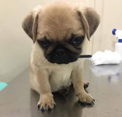 pugs:lil bb 