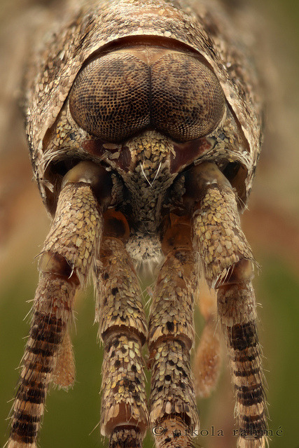 Alien by Nikola Rahme on Flickr.Machilis sp.