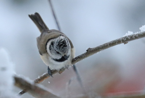 European crested tit/tofsmes (Lophophanes cristatus).