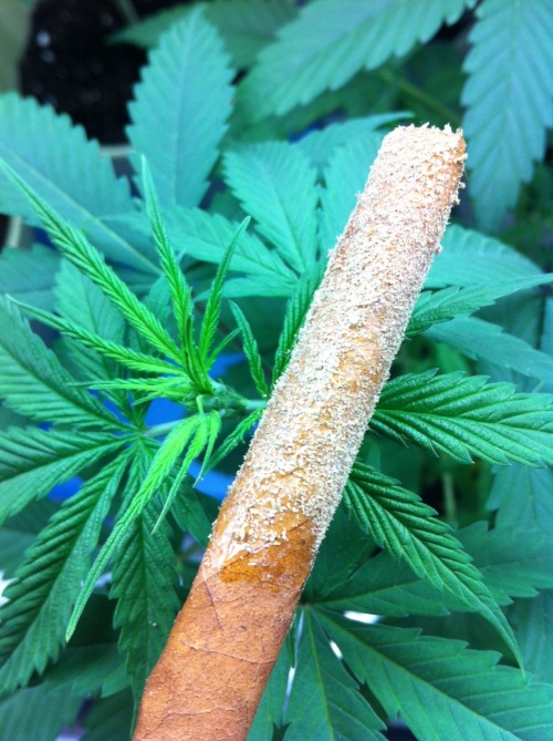 the-stoner-sage:  I’m smoking on this beautiful dank honey keif blunt, what are you smoking? 