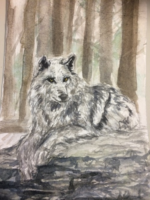 Wolf painted with watercolours