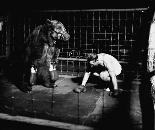 Combat de boxe entre Gus Waldorf et un ours en 1949.