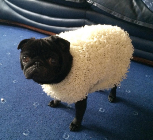 psyducked:warabou:a wolf in sheep’s clothingthey’re on a stealth mission